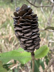 Banksia integrifolia