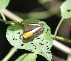 Adelpha