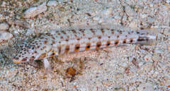 Parapercis clathrata