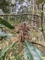 Banksia integrifolia