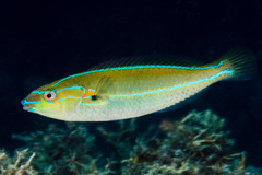 Stethojulis interrupta