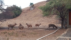 Rusa timorensis