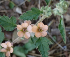 Sphaeralcea bonariensis