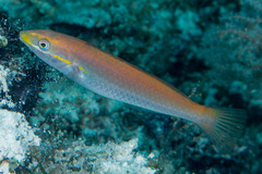 Stethojulis interrupta
