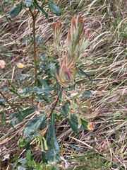 Banksia integrifolia