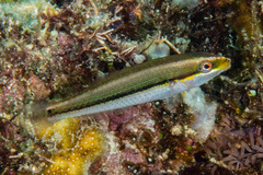 Stethojulis interrupta