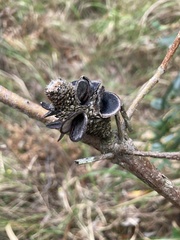 Banksia integrifolia