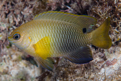 Chrysiptera unimaculata