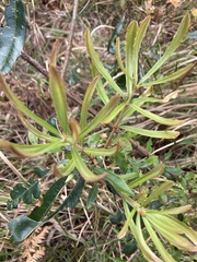 Banksia integrifolia