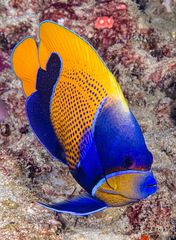 Pomacanthus navarchus