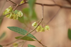 Dodonaea polyandra