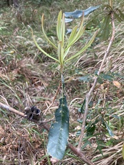 Banksia integrifolia