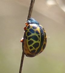 Calligrapha polyspila