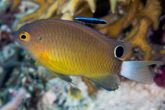 Pomacentrus bankanensis