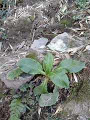Primula miyabeana