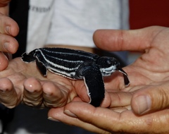 Dermochelys coriacea