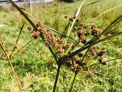 Cyperus entrerianus