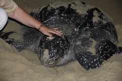 Dermochelys coriacea