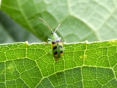 Diabrotica viridicollis