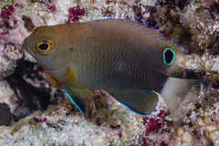 Pomacentrus chrysurus