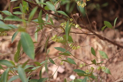 Dodonaea polyandra