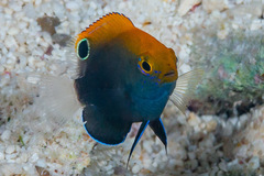 Pomacentrus chrysurus