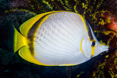 Chaetodon selene