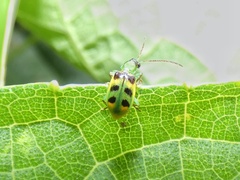 Diabrotica viridicollis