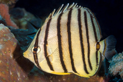 Chaetodon octofasciatus