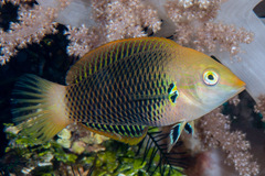 Halichoeres podostigma