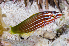 Halichoeres podostigma