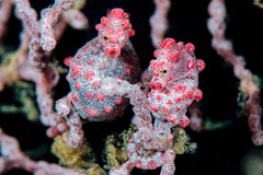 Hippocampus bargibanti