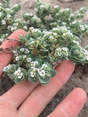 Euphorbia leucophylla