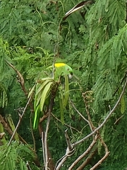 Amazona auropalliata