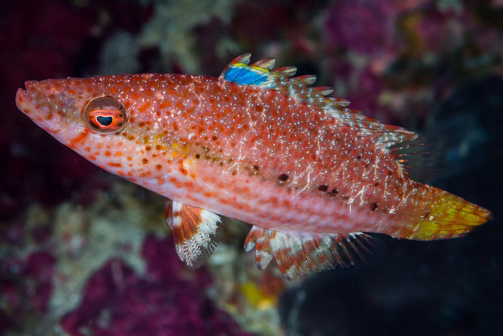 Speckled maori wrasse (Oxycheilinus arenatus) — Labridae