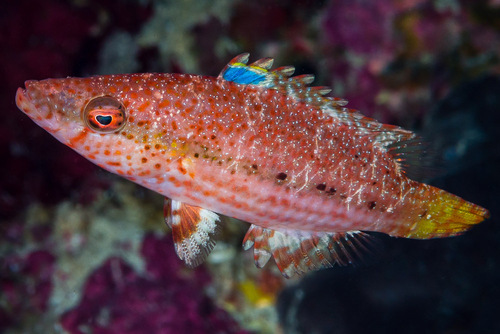 Speckled maori wrasse (Oxycheilinus arenatus) — Labridae