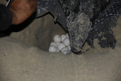 Dermochelys coriacea