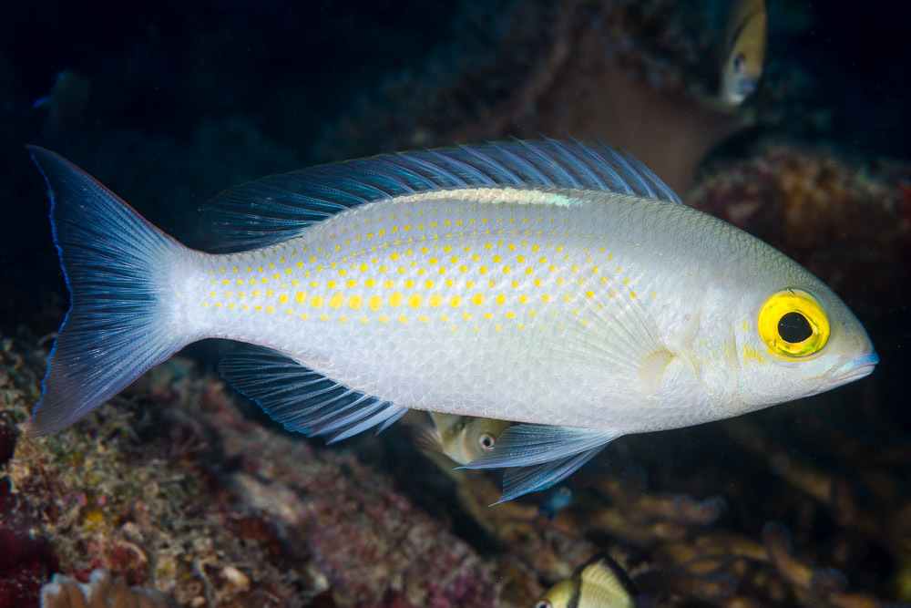 Saw-Jawed Monocle Bream