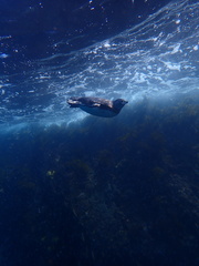 Spheniscus mendiculus