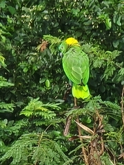Amazona auropalliata