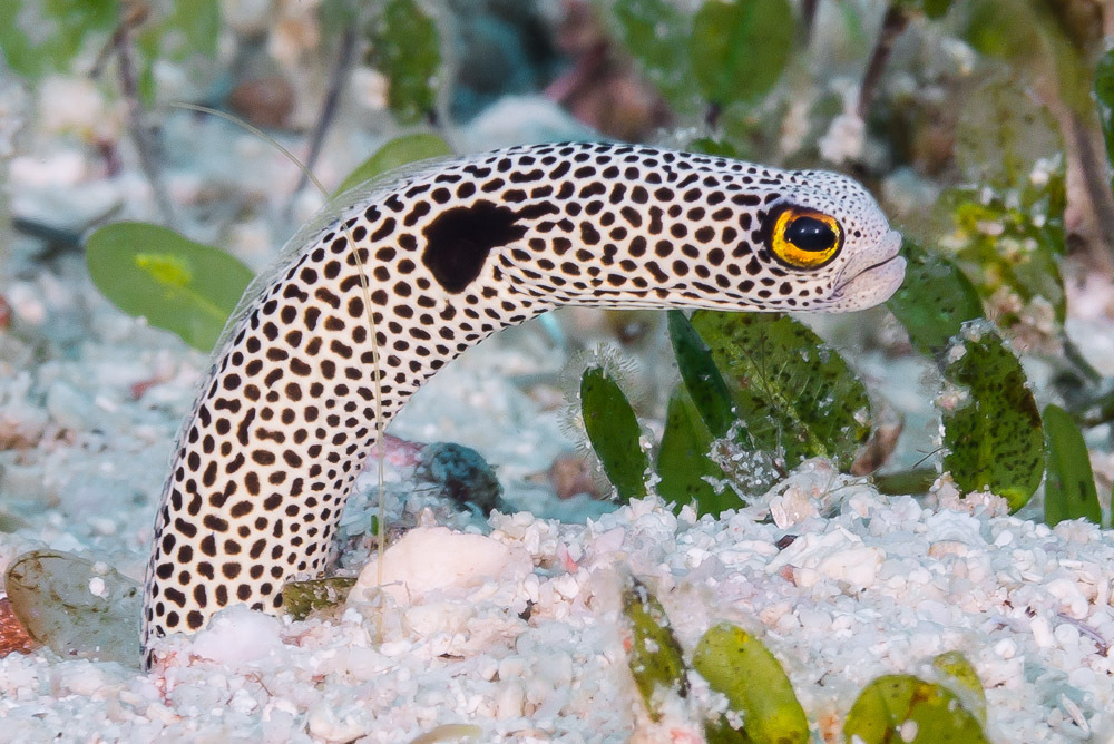Spotted Garden Eel