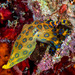 Greater Blue-ringed Octopus - Photo (c) François Libert, some rights reserved (CC BY-NC-SA), uploaded by François Libert