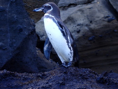 Spheniscus mendiculus