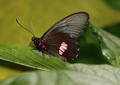 Parides anchises
