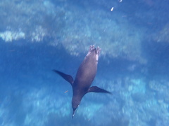 Spheniscus mendiculus