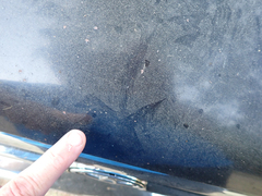 Callipepla californica