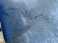 Callipepla californica