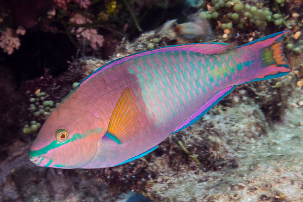 King Parrotfish