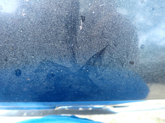 Callipepla californica