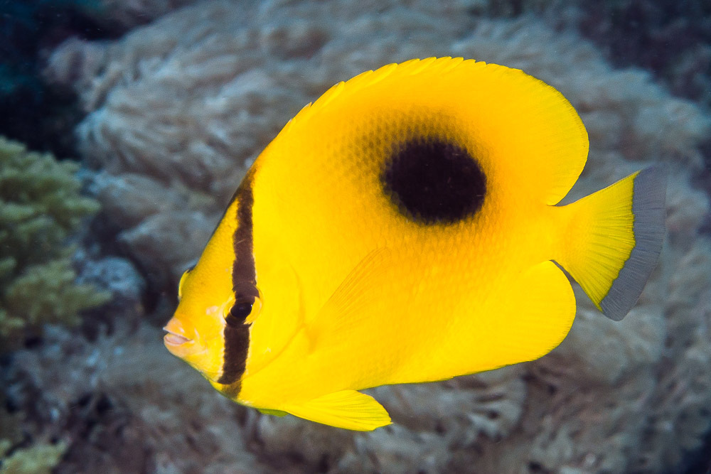 Mirror Butterflyfish